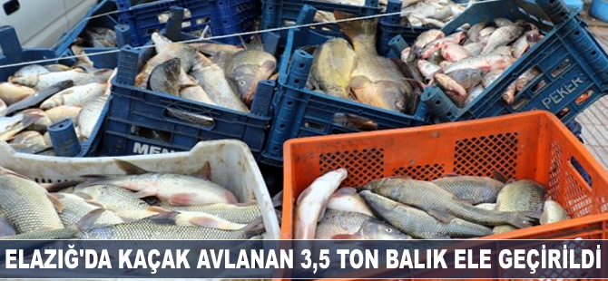 Elazığ'da kaçak avlanan 3,5 ton balık ele geçirildi