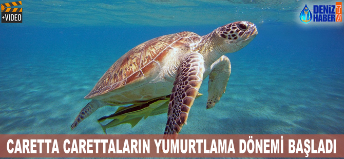 Caretta Carettaların yumurtlama dönemi başladı