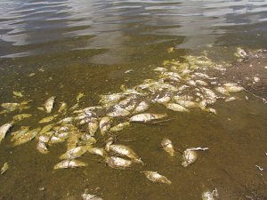 Van'da yüzlerce balık kıyıya vurdu