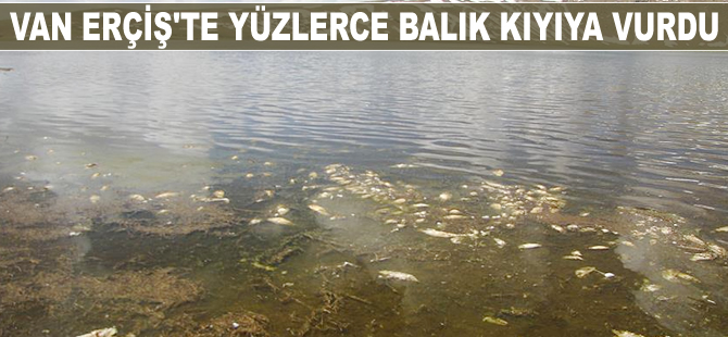 Van'da yüzlerce balık kıyıya vurdu