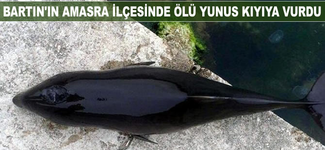 Bartın'ın Amasra İlçesi'nde ölü yunus kıyıya vurdu