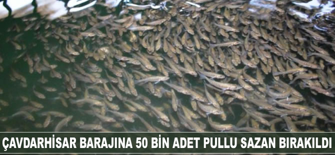 Çavdarhisar sulama barajına pullu sazan bırakıldı