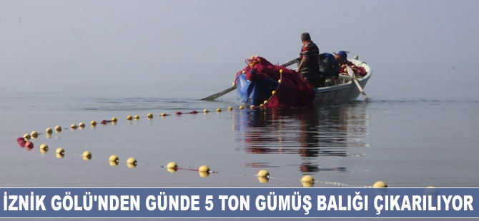 İznik Gölü'nden günde 5 ton gümüş balığı çıkarılıyor