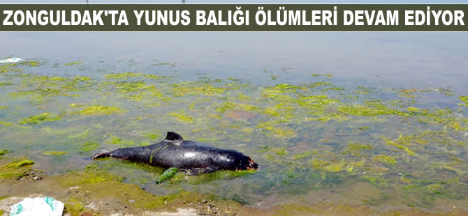 Zonguldak'ta yunus balığı ölümleri devam ediyor