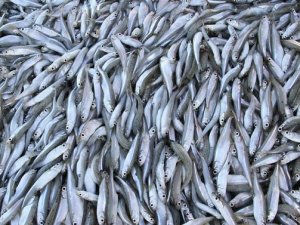 'Gümüş' Türkiye'de 1, AB'de 33 liraya alıcı buluyor