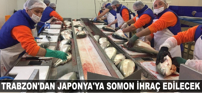 Trabzon'dan Japonya'ya somon balığı ihraç edilecek