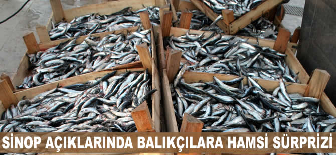 Sinoplu balıkçılara 'hamsi' sürprizi