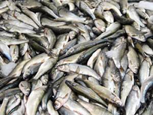 Kars’ta balık avı yasağı başladı