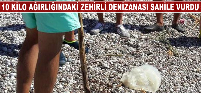 10 kilo ağırlığındaki zehirli denizanası sahile vurdu