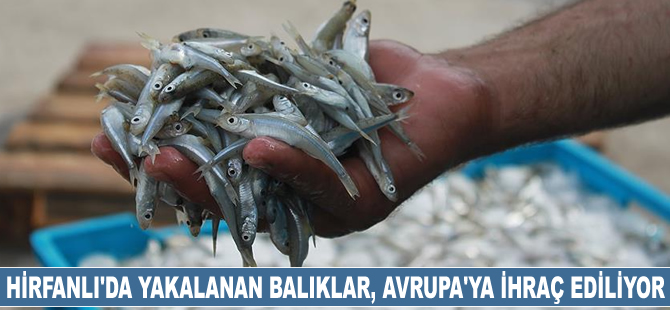 Hirfanlı Baraj Gölü'nden çıkartılan gümüş balıkları Avrupa'ya ihraç ediliyor