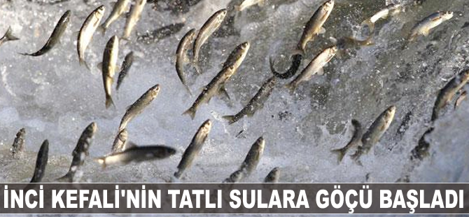 İnci Kefali'nin tatlı sulara göçü başladı
