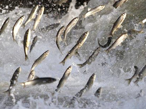 İnci Kefali'nin tatlı sulara göçü başladı