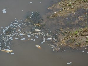 Samsun’un Dereköy Mahallesi’nde balık ölümleri meydana geldi