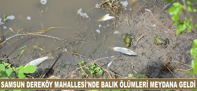 Samsun’un Dereköy Mahallesi’nde balık ölümleri meydana geldi