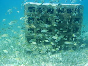 Erdek Körfezi'nde yapay resifler yerinde incelendi