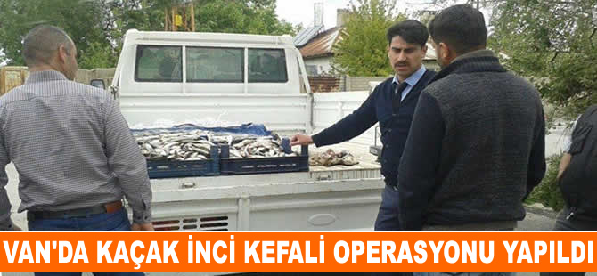 Zabıta ekiplerinden kaçak "İnci Kefali" operasyonu