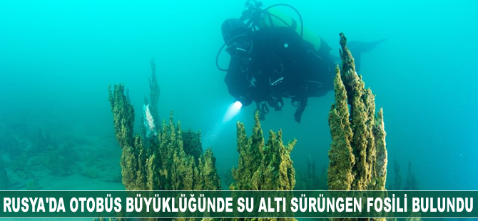 Rusya'da otobüs büyüklüğünde su altı sürüngen fosili bulundu