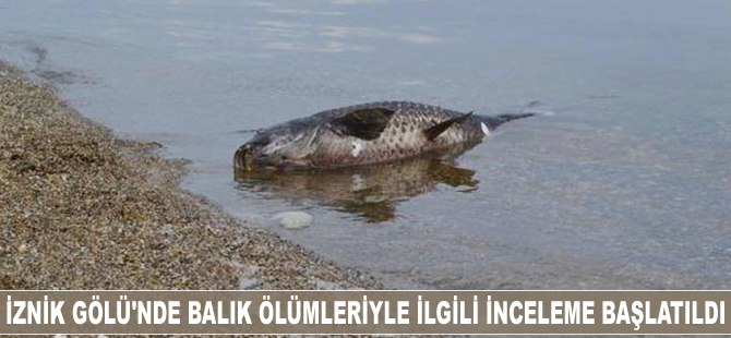 İznik Gölü'nde toplu balık ölümleriyle ilgili inceleme başlatıldı