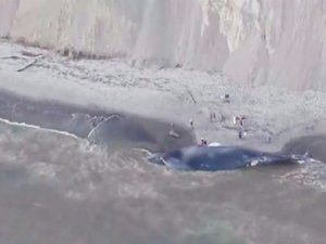 ABD'de 24 metre uzunluğundaki mavi balina sahile vurdu