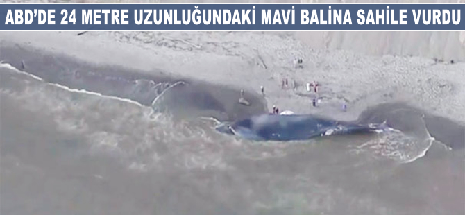 ABD'de 24 metre uzunluğundaki mavi balina sahile vurdu