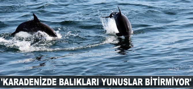 “Karadeniz’deki balıkları yunuslar bitirmiyor”