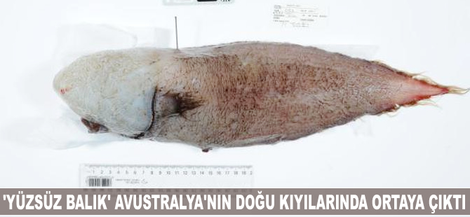 Yüzsüz balık 150 yıl sonra ortaya çıktı
