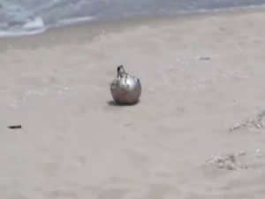 Şile'de karaya vuran cismin "deniz altı mayın tetikleyici" olduğu açıklandı