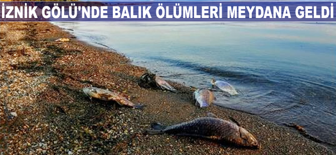 İznik Gölü'nde balık ölümleri meydana geldi