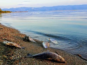 İznik Gölü'nde balık ölümleri meydana geldi
