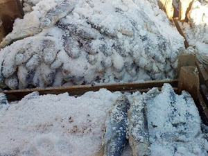 Ahlat'ta kaçak avlanmış 900 kilo inci kefali ele geçirildi