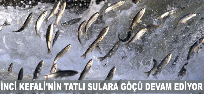 İnci kefali'nin tatlı sulara göçü devam ediyor