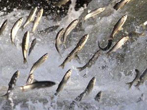 İnci kefali'nin tatlı sulara göçü devam ediyor