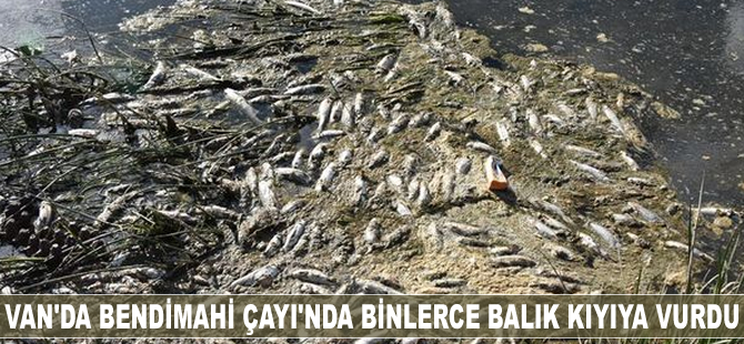 Van'da binlerce balık kıyıya vurdu