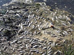 Van'da binlerce balık kıyıya vurdu