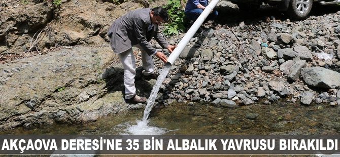 Akçaova Deresi’ne 35 bin kırmızı benekli alabalık yavrusu bırakıldı