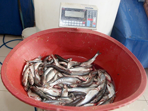 İpekyolu’nda kaçak balık denetimi yapıldı