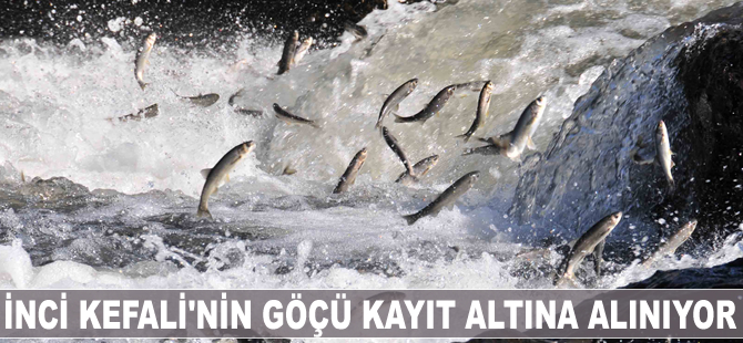 İnci Kefali'nin yolculuğu kayıt altına alınıyor