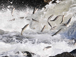 İnci Kefali'nin yolculuğu kayıt altına alınıyor