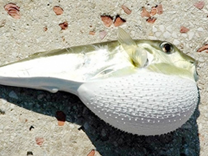 Balon balığı için Japonya'dan uzman gelecek