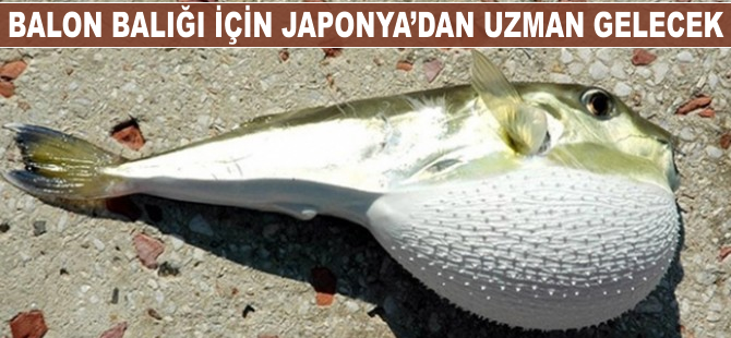 Balon balığı için Japonya'dan uzman gelecek