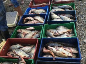 Beydağ Baraj Gölü'ne binlerce yavru balık bırakılacak