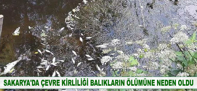 Sakarya 'İskenderli' deresinde çevre kirliliği, balıkların ölümüne sebep oldu