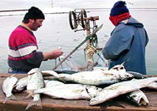 Dalyanlar yine balıkçıların hedefi oldu