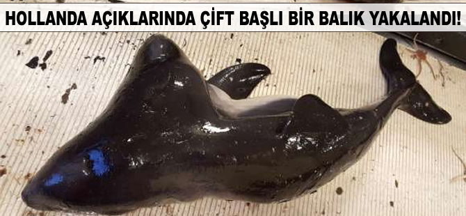 Hollanda açıklarında çift başlı bir balık ağlara takıldı