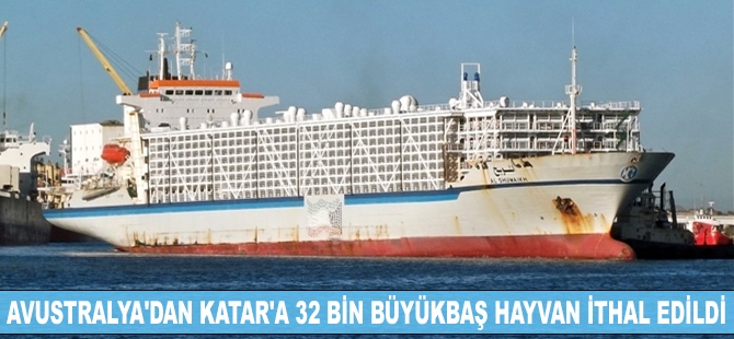 Katar'a 32 bin büyükbaş hayvan ithal edildi