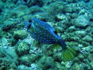 Kızıldeniz'den Türkiye'ye gelen 60'ıncı tür Antalya'da görüntülendi