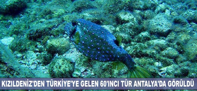 Kızıldeniz'den Türkiye'ye gelen 60'ıncı tür Antalya'da görüntülendi
