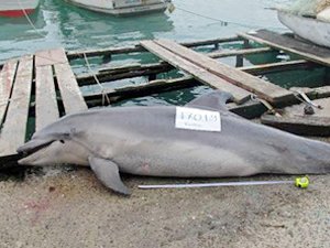Tarabya sahiline vuran 'Afalina' türü yunus av tüfeği ile katledildi