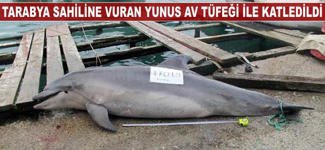 Tarabya sahiline vuran 'Afalina' türü yunus av tüfeği ile katledildi