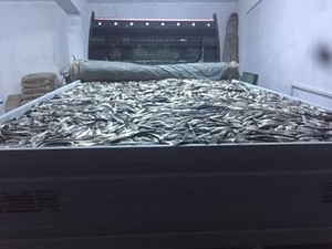 Van'da kaçak avlanmış 4 ton balık ele geçirildi